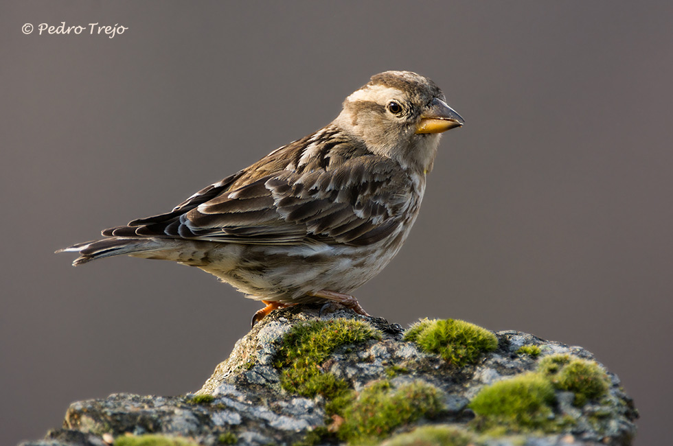 Gorrion chillon (Petronia petronia)